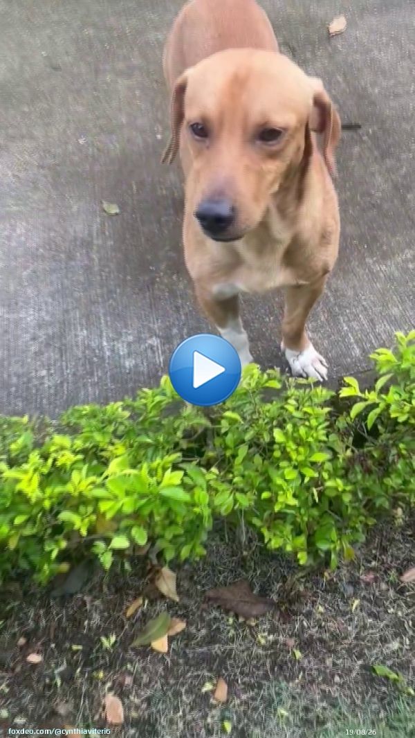 X favor ayuden difundiendo, compartiendo, retuiteando. Este perrito lleva 1 semana q ingreso a Villa Italia en Daule x la entrada q da a pascuales. Está perdido y llora x su familia. Yo no me lo puedo quedar y tengo miedo q lo saquen algún día @RescateAnimalEC @luisantonio_r