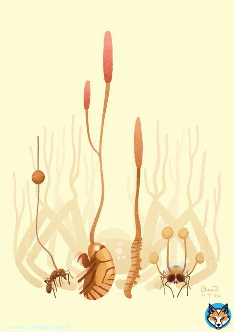 The weird art made by Ophiocordyceps, the insect killing fungi, which inspired the Last of Us and my new illustration #insect #insects #Entomology #artistsontwitter #Artists #DigitalArtist #digitalart #graphicdesign #fungi #nature #SciArt #science