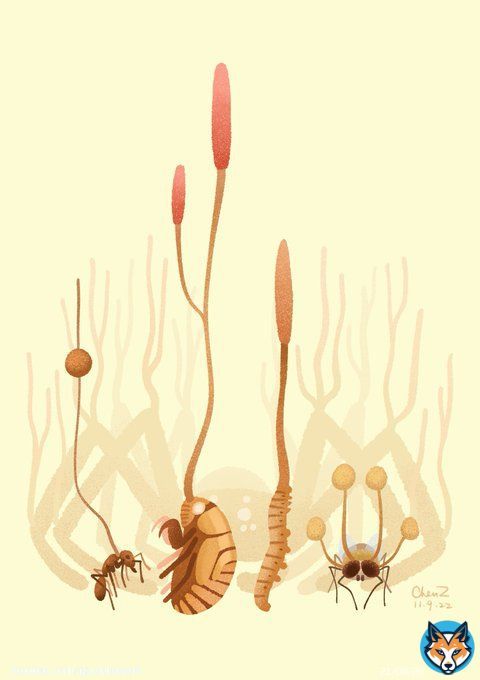 The weird art made by Ophiocordyceps, the insect killing fungi, which inspired the Last of Us and my new illustration #insect #insects #Entomology #artistsontwitter #Artists #DigitalArtist #digitalart #graphicdesign #fungi #nature #SciArt #science