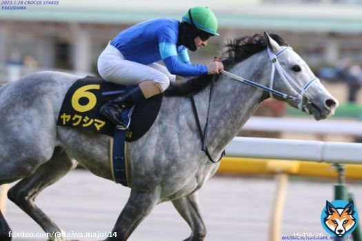 2023年1月28日 東京10R クロッカスS(L) 芝1400m 優勝 ヤクシマ〔C.ルメール〕 タイム1.21.1 2番手にいたヤクシマが逃げるフロムダスクを捕えて追い込むサトノヴィレを3/4馬身抑えて優勝! #クロッカスS #ヤクシマ #クリストフルメール #寺島良