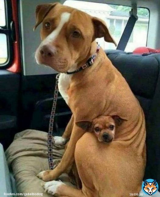 I had adopted her but she refused to come away with me. It was weird because dogs can't wait to leave the kennel. She was crying and stubbing her paws. I should have dragged her. But when I looked down I understood the reason and I had to make a CHOIICE 'When the time came to take&hellip;&nbsp;Show more