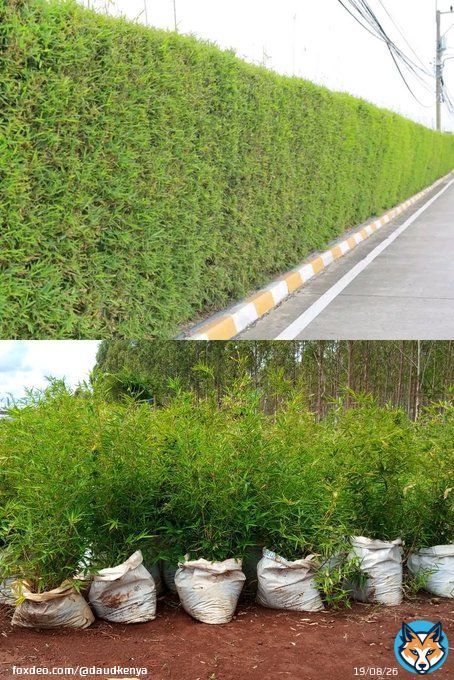 Miniature Bamboo  is the most popular and best for privacy or fence hedge, it grows very fast and can trimmed to shape,ksh1400 0715656524