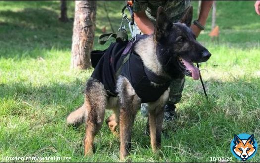 Proteo, one of the 16 Mexican rescue dogs sent to help with the rescue efforts in Turkey, passed away while rescuing survivors of the earthquake  he&rsquo;s now in Doggy heaven