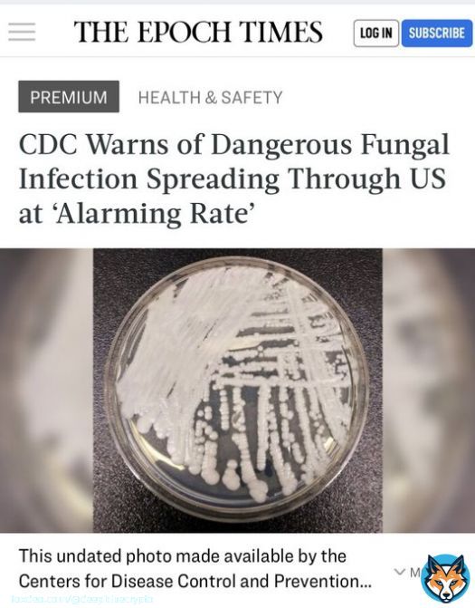 #CDC started warning about a new drug resistant hard to detect fungal outbreak #CandidaAuris which when infected about 30%-60% patients died with complications.
