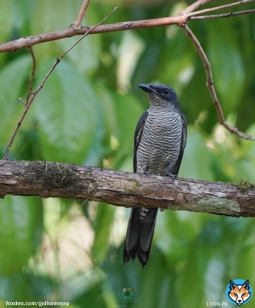 Andaman Cuckooshrike is slightly smaller, slimmer, and darker gray on the upperparts when compared to Large Cuckooshrike. #ThePhotoHour  #BirdsSeenIn2023  #birdwatching  #BBCWildlifePOTD  #birdphotography  #natgeoindia  #wildlife #nature  #IndiAves