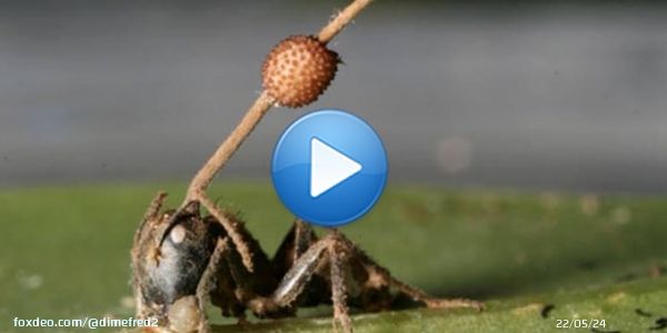 —Qué guapa —Dime algo que no sepa —El “ophiocordyceps” es un hongo psrasitario que convierte a las hormigas en zombis. El hongo brota a través de los cuerpos de las hormigas muertas y las controla. Los zombies de “The last of us” se basan en ésta cepa. —Gracias —