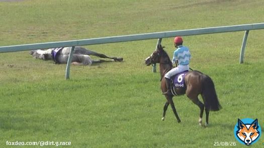 2022年12月3日(土)中山競馬場 芝3600 #ステイヤーズステークス 内回りコースを2周 中山の急逆上がりが3度ある 国内平地競争最長距離レース  その舞台で天皇賞春以来 \u2606冷ややかな目線を送る者 \u2606寝っ転がって芝を食う者 この2頭がぶつかります  #メロディーレーン #シルヴァーソニック