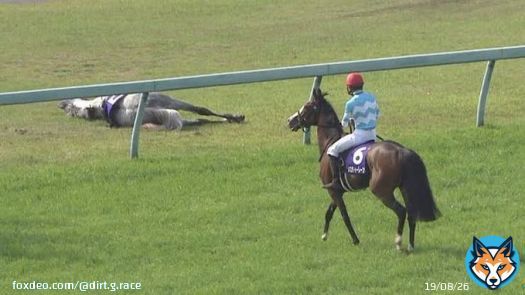 2022年12月3日(土)中山競馬場 芝3600 #ステイヤーズステークス 内回りコースを2周 中山の急逆上がりが3度ある 国内平地競争最長距離レース  その舞台で天皇賞春以来 \u2606冷ややかな目線を送る者 \u2606寝っ転がって芝を食う者 この2頭がぶつかります  #メロディーレーン #シルヴァーソニック
