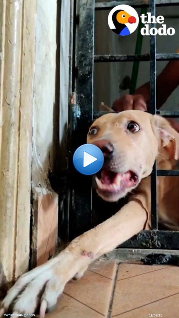 Momma dog was stuck in a fence for 8 hours &mdash; watch her reunite with her babies