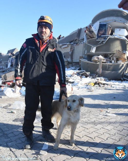 The search and rescue dog named 'K&ouml;p&uuml;k' helped save 6 people from the wreckage of the earthquake. We can only hope this human tragedy will change attitudes to dogs in Turkey  #Turkeyearthquake