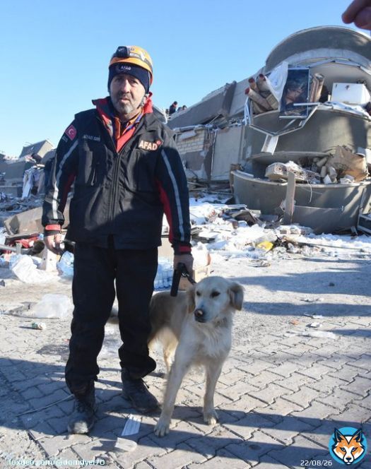 The search and rescue dog named 'K&ouml;p&uuml;k' helped save 6 people from the wreckage of the earthquake. We can only hope this human tragedy will change attitudes to dogs in Turkey  #Turkeyearthquake