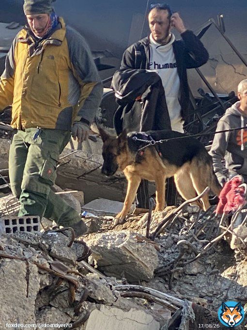 Let no one in Turkey torture & abuse dogs again after all they are doing to rescue victims of this terrible earthquake #TurkishEarthquake