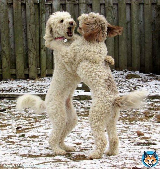 When you hear it's #BoxingDay  #DogsOnTwitter  #dogsoftwitter