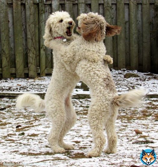 When you hear it's #BoxingDay  #DogsOnTwitter  #dogsoftwitter