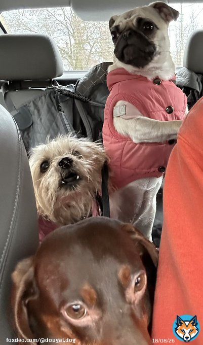 A few of us littles on de way to zombie hunt wif #StratfordDogWalkers. Later in de day me went for grooming: can you see why?#ZSHQ #BTPosse Later today Mom and me is going to #OTLFP to hear @PeytonReads ! Come join us!