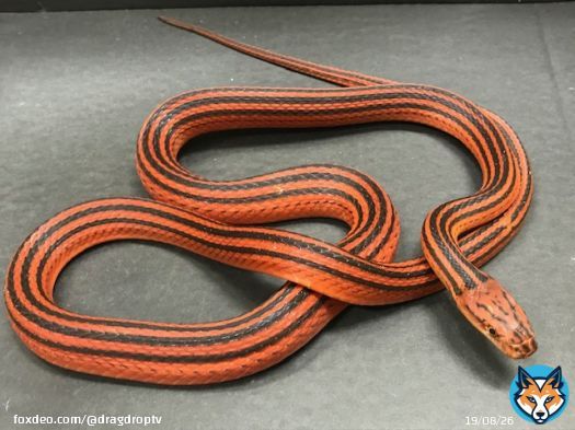 bothrophthalmus lineatus  #русскиймир #георгиевскаялента #георгиевскаяленточка #StopZ
