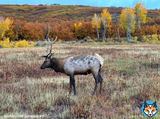 Saw this handsome guy on the way to dinner  #ParkCity #Utah