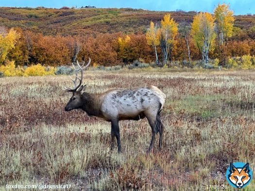 Saw this handsome guy on the way to dinner  #ParkCity #Utah
