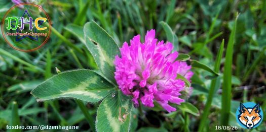 Red clover   . . . #лето #фото #фотография #Дзен #Природа #цветы #NaturePhotography #nature #flower #flowers #DzenHagane #oc #Ukrainian #Ukraine #photo #photos #photography #花 #木 #ゼン鋼 #夏 #フォト #ゼン #ウクライナ #自然 #summer #clover