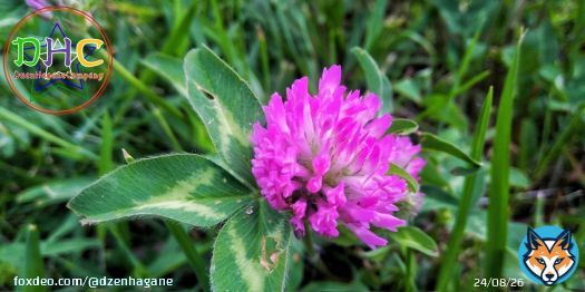 Red clover   . . . #лето #фото #фотография #Дзен #Природа #цветы #NaturePhotography #nature #flower #flowers #DzenHagane #oc #Ukrainian #Ukraine #photo #photos #photography #花 #木 #ゼン鋼 #夏 #フォト #ゼン #ウクライナ #自然 #summer #clover