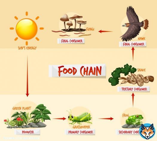 NATURE 1.0 - FOOD CHAIN TECHNOLOGY.  CREATOR - GOD Here is the detailed  ROADMAP  #Bitcoin #blockchaintechnology