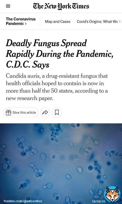 No kidding...  &ldquo;The fungus, called #CandidaAuris, preys primarily on older people with weakened immune systems and is particularly dangerous because it resists treatment by common antifungal medications.&rdquo;