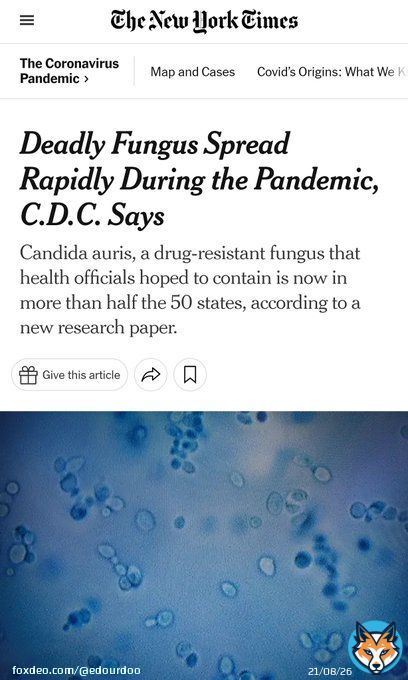 No kidding...  &ldquo;The fungus, called #CandidaAuris, preys primarily on older people with weakened immune systems and is particularly dangerous because it resists treatment by common antifungal medications.&rdquo;