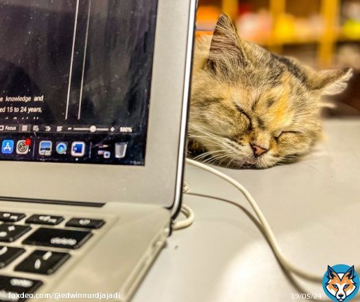 I cannot be alone working from home#sushi our spoiled cat is always there to keep company #alhamdulilah #BallonDor #GIDLE #btsarmyforever #tuesdayvibe #Arewa #apobangpo #sarawak #LIVMCI #MondayMotivation