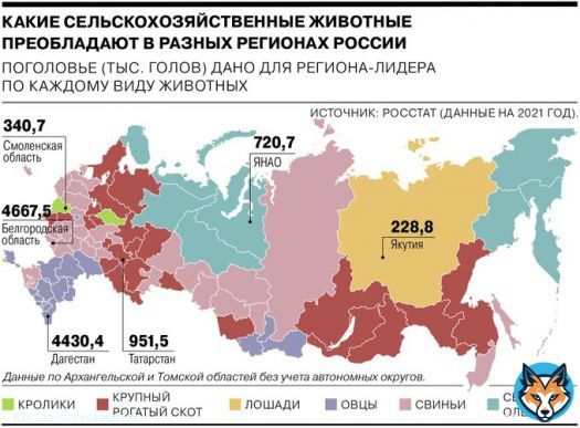 Более чем в каждом третьем российском регионе (31) самое распространенное животное &mdash; это свинья. Лидером по поголовью стала Белгородская область, где содержится по 3 свиньи (4,7 млн) в пересчете на душу населения. Пишет 'Коммерсантъ' по данным м Росстата.