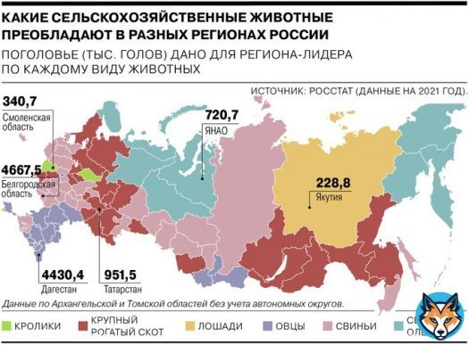 Более чем в каждом третьем российском регионе (31) самое распространенное животное &mdash; это свинья. Лидером по поголовью стала Белгородская область, где содержится по 3 свиньи (4,7 млн) в пересчете на душу населения. Пишет 'Коммерсантъ' по данным м Росстата.