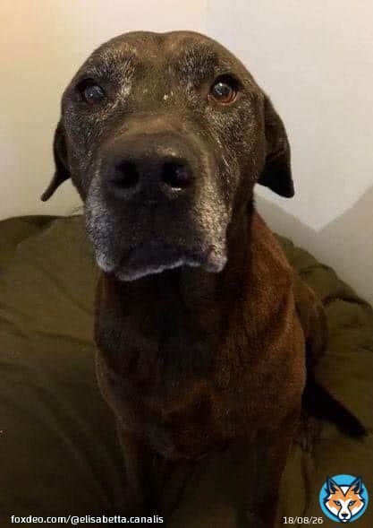 I got my dog when I was just 19 years old and a single mother of 1. I kept my dog. I kept my dog even though I moved into an apartment and had to pay a $500 pet fee. I kept my dog when my boyfriend and I broke up and he kept the apartment even thoughmy new place didn't allowShow more