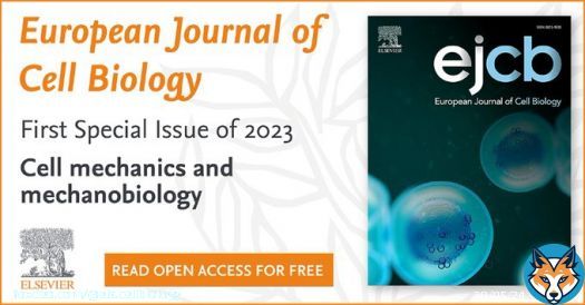 The first Special Issue of 2023 for the European Journal of Cell Biology on cell mechanics and mechanobiology is now published on ScienceDirect. Dive deeper in the topic with 17 ground-breaking research articles and an editorial by the editors - all Open Access!
