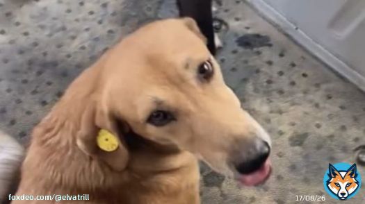 The culling of dogs will continue all this week before FIFA&rsquo;s visit to Morocco and SFT is trying to stop them. Please share because this is horrendous! It has to be stopped. The UN committee is being approached to help but they need to be persuaded.