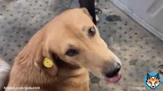 The culling of dogs will continue all this week before FIFA&rsquo;s visit to Morocco and SFT is trying to stop them. Please share because this is horrendous! It has to be stopped. The UN committee is being approached to help but they need to be persuaded.