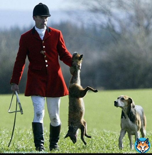 Thanks and good luck to all those out in the fields today stopping foxes being chased and killed as hunts carry on as if there is no hunting act.  #BoxingDay   unable to find a credit