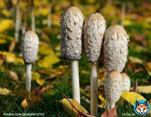 Les coprins chevelu (1ère image) VS les champignons hallucinogènes (2ème image, ceux que Lionel a volé dans la serre). #IciToutCommence