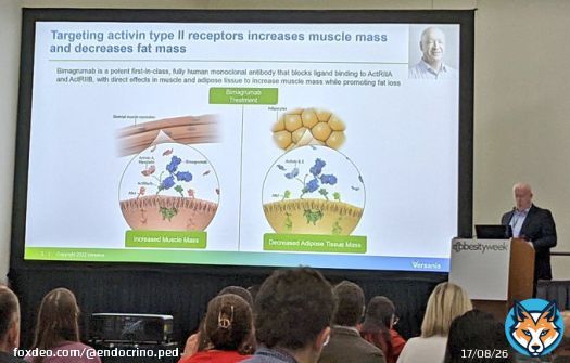 #Bimagrumab en el tratamiento de la #Obesidad (tras 48 semanas de tratamiento):  20.5% Grasa corporal  3.6% Masa magra (#m&uacute;sculo)   En fase de hipertrofia muscular NO afecta al miocardio  Combinado con #semaglutide o #tirzepatida potencia sus efectos #OW2022
