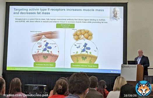 #Bimagrumab en el tratamiento de la #Obesidad (tras 48 semanas de tratamiento):  20.5% Grasa corporal  3.6% Masa magra (#m&uacute;sculo)   En fase de hipertrofia muscular NO afecta al miocardio  Combinado con #semaglutide o #tirzepatida potencia sus efectos #OW2022