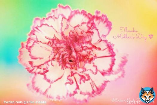 「\u273e Thanks Mother's Day \u273e」  #母の日 #カーネーション #お母さんありがとう #TLを花でいっぱいにしよう