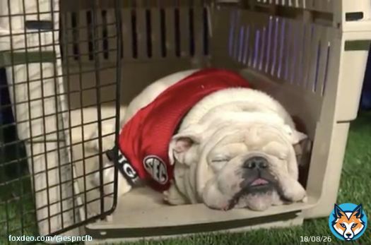 'Wake me up in the fourth quarter.'  -Uga probably  #CFBPlayoff