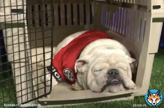 'Wake me up in the fourth quarter.'  -Uga probably  #CFBPlayoff