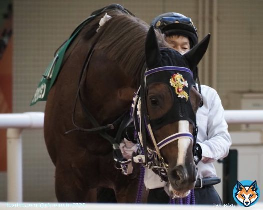 京阪杯（'22.11.27／画像1枚目）が最後のレースになるとは。昨夏は小倉で重賞2着2回。また元気な姿が見られると思ってました。画像2枚目は北九州記念（'22.8.21）。せつないな。合掌。  タイセイビジョン（父：タートルボウル／母：ソムニア）。