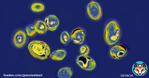 The Candida auris fungus is bad news.  - High mortality rate for sickest patients - Tough to eradicate once it gets into a facility - Rapidly evolving resistance against antifungals  Unfortunately cases tripled over the past few years. My latest @gridnews