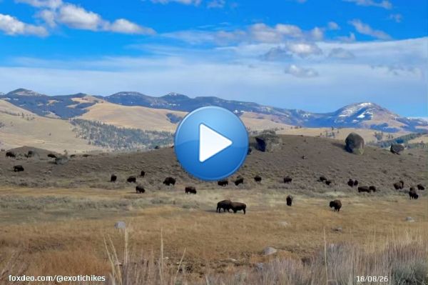 A timelapse of a meandering bison herd from today in Yellowstone National Park. I could watch them all day.