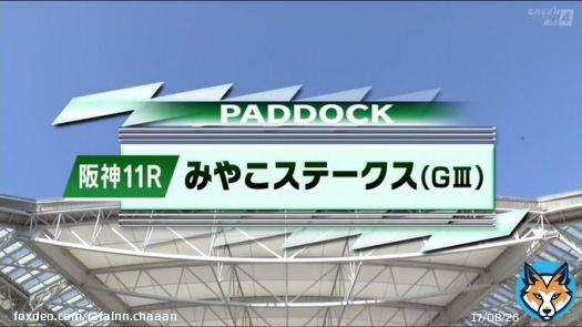 #みやこステークス パドックです  #オメガパフューム #メイショウフウジン ※ #ブリッツファング　※ ※ホッコータルマエ産駒  オメガさん、また白くなったような 頼みましたよ、、、