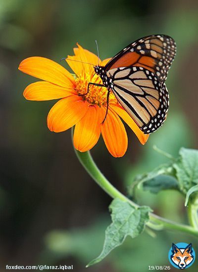 We delight in the beauty of the Butterfly, but rarely admit the changes it has gone through to achieve that beauty.  #oriele #LISAXCELINE #Succession #PeachInu #WRXNCO #LEEDOHYUN #Quotidien #WritingCommunity #nature #photography #YemiCregx #الهلال_الطائي #TAEHYUNGxCELINE #beauty