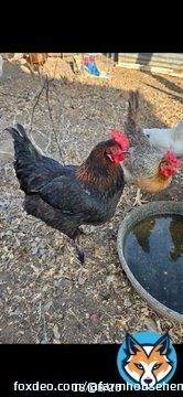Chickens been wondering this but do you think my flock will be canceled for not going Woke? I hear them whispering amongst themselves! French Black Copper Marans and a Olive Egger at the watering hole here talking it out.