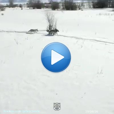 In 1995, U.S. and Canadian wildlife officials released 14 wolves in Yellowstone National Park. No one expected the miracle that the wolves would bring. Video by Nat Geo Wild / Appreciate.