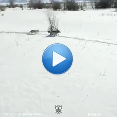 In 1995, U.S. and Canadian wildlife officials released 14 wolves in Yellowstone National Park. No one expected the miracle that the wolves would bring. Video by Nat Geo Wild / Appreciate.