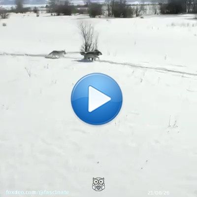 In 1995, U.S. and Canadian wildlife officials released 14 wolves in Yellowstone National Park. No one expected the miracle that the wolves would bring. Video by Nat Geo Wild / Appreciate.
